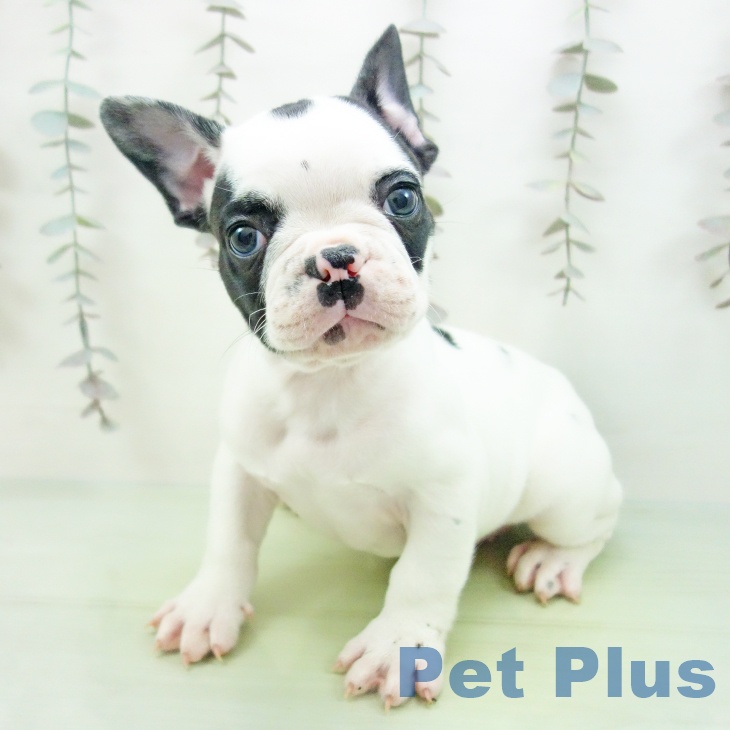 フレンチ・ブルドッグの写真2