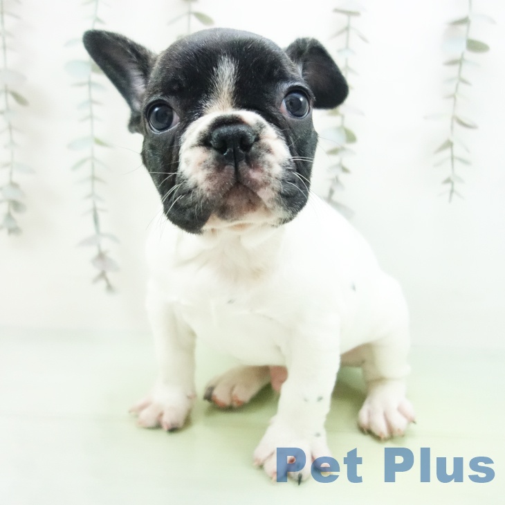 フレンチ・ブルドッグ