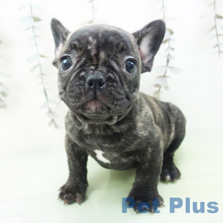 フレンチ・ブルドッグ