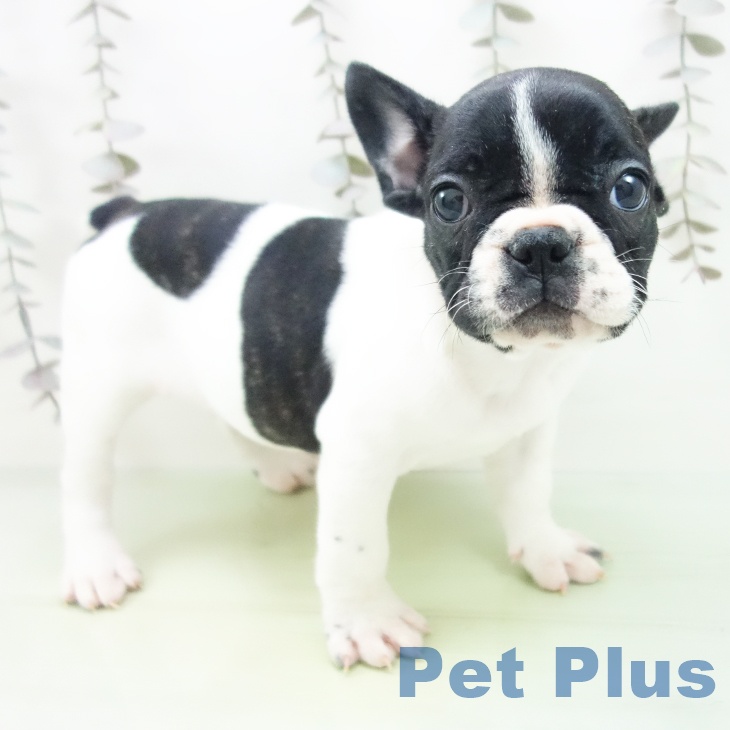 フレンチ・ブルドッグの写真2