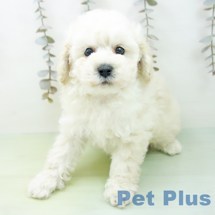 トイ・プードル