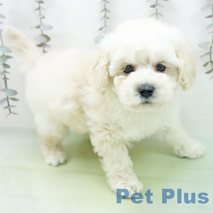 トイ・プードルの写真2