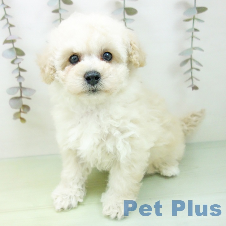 トイ・プードル