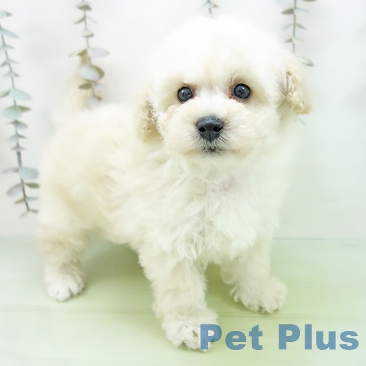 トイ・プードルの写真2