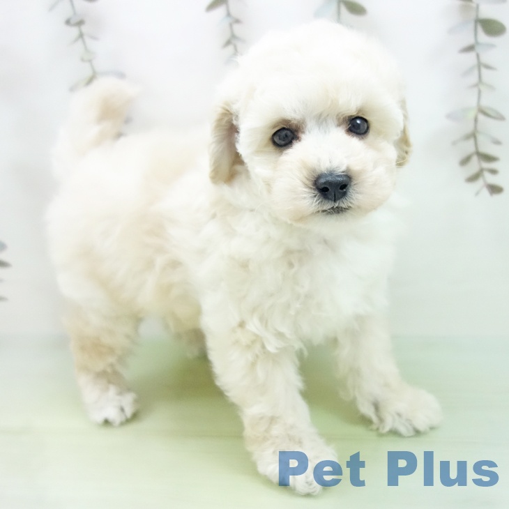 トイ・プードル