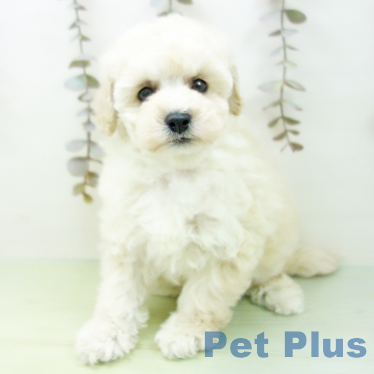 トイ・プードルの写真2