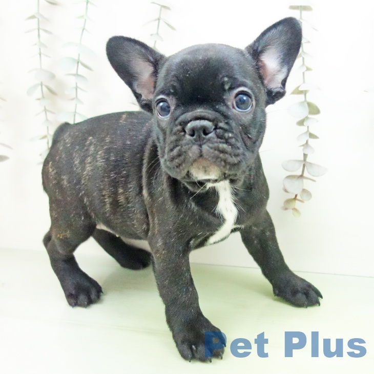 フレンチ・ブルドッグ