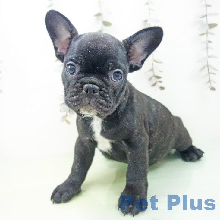 フレンチ・ブルドッグの写真2