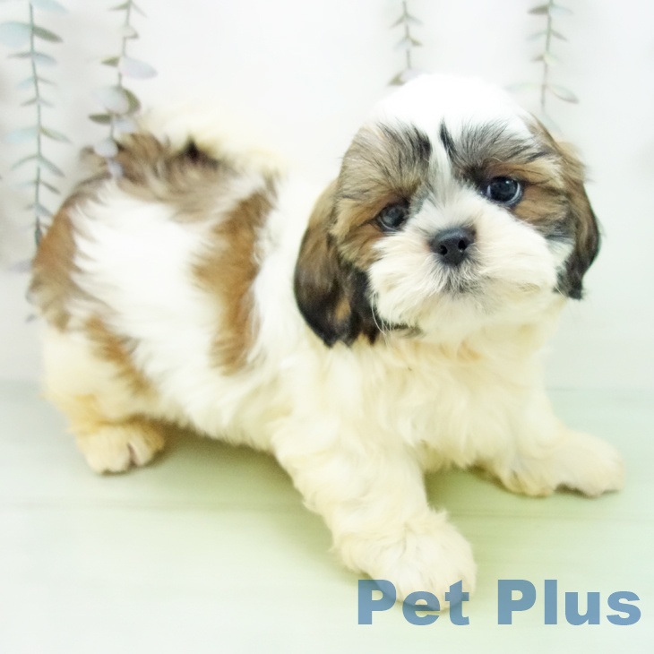 シー・ズーの写真2