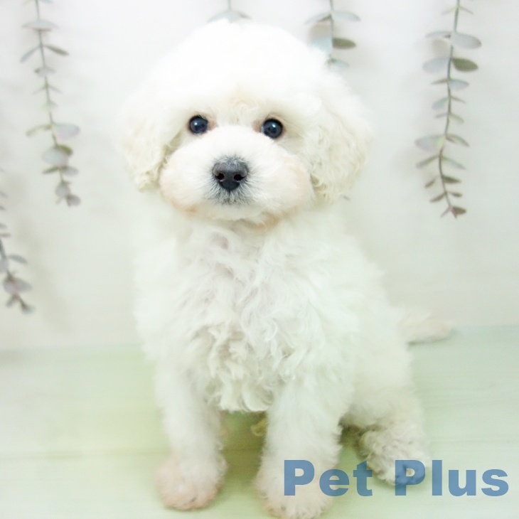 トイ・プードル