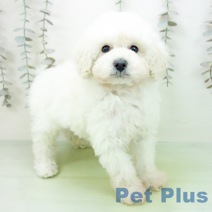 トイ・プードルの写真2