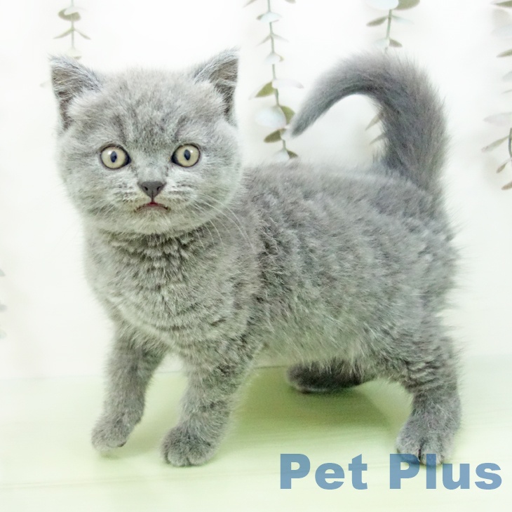 ブリティッシュショートヘア