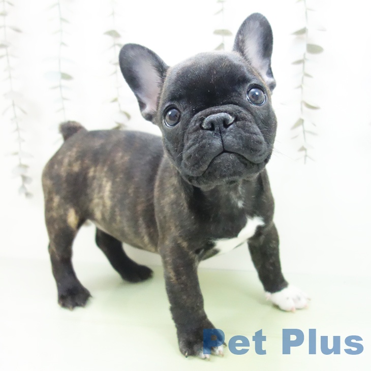 フレンチ・ブルドッグ