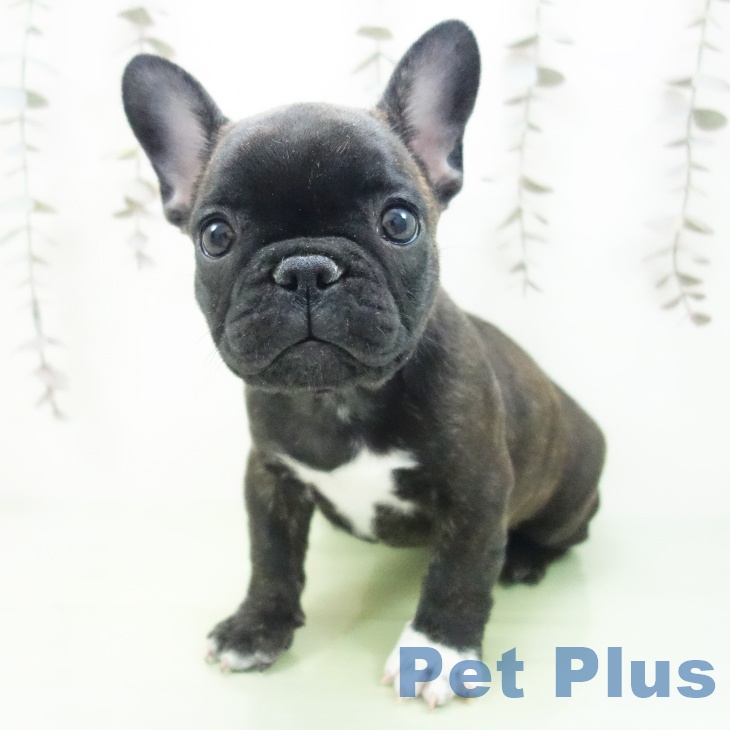 フレンチ・ブルドッグの写真2