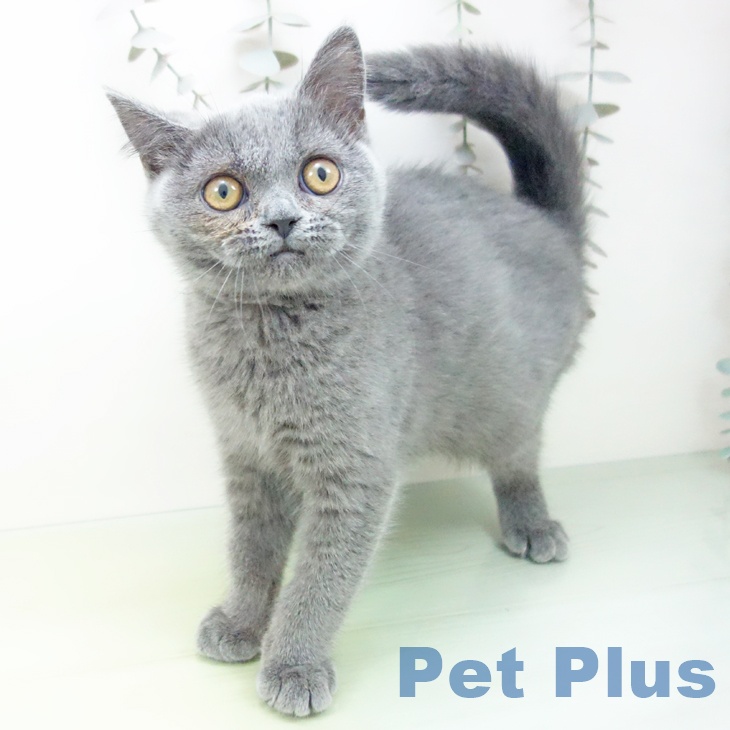 ブリティッシュショートヘア