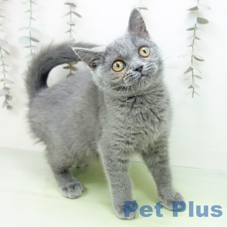 ブリティッシュショートヘア