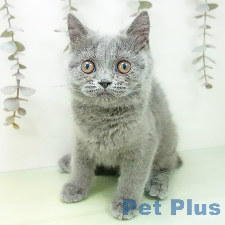 ブリティッシュショートヘア