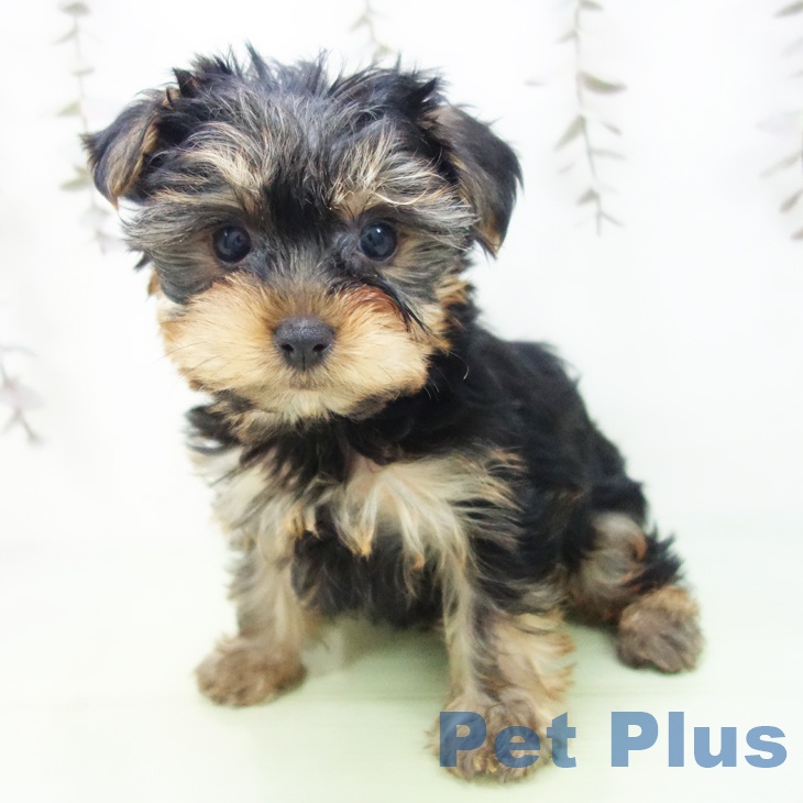 ヨークシャー・テリア