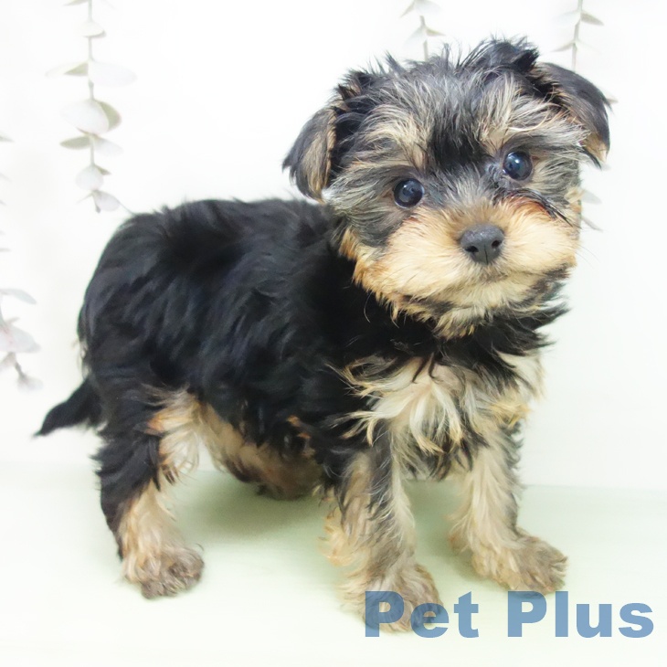 ヨークシャー・テリアの写真2