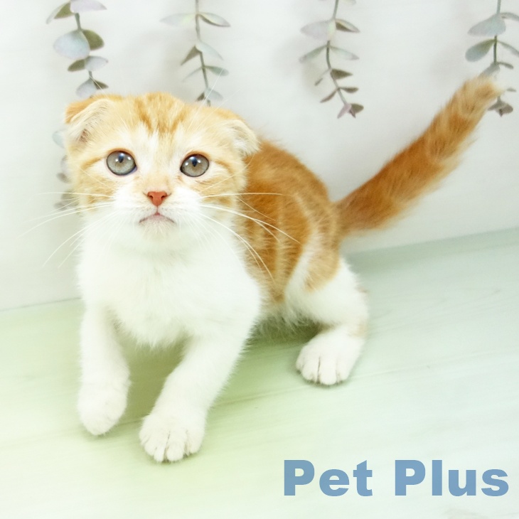 スコティッシュフォールド