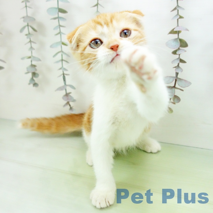 スコティッシュフォールド