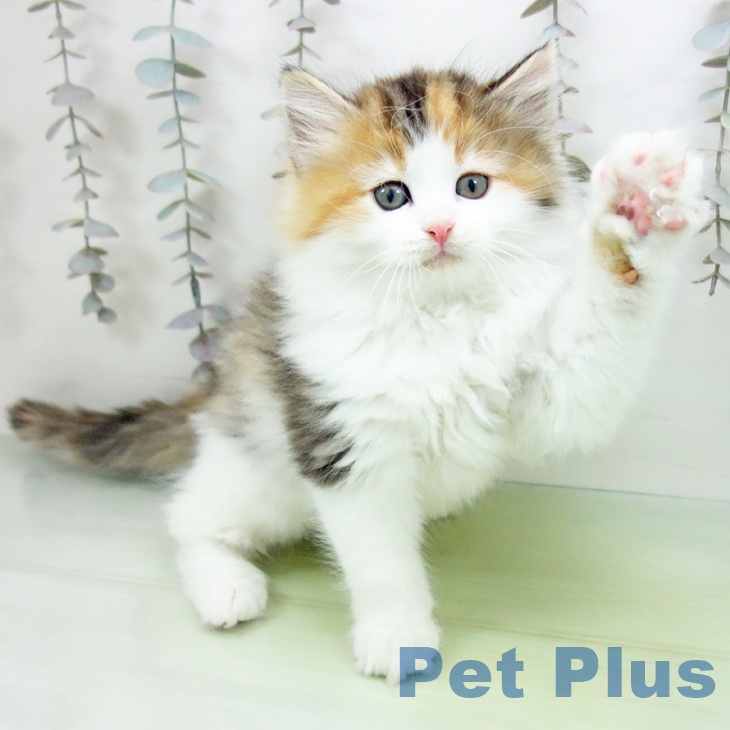 ノルウェージャンフォレストキャットの写真2