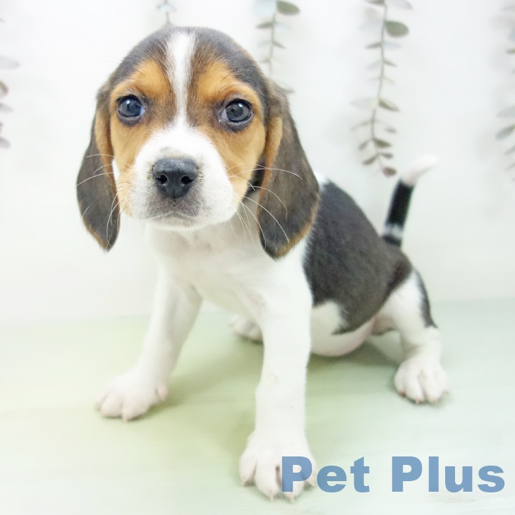 ビーグルの写真2