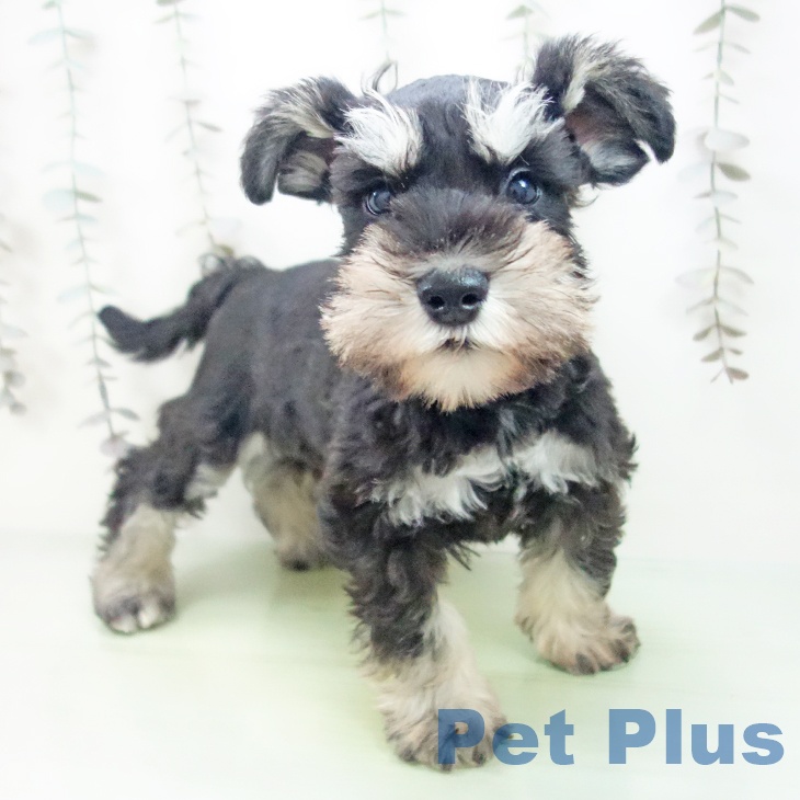 ミニチュア・シュナウザー