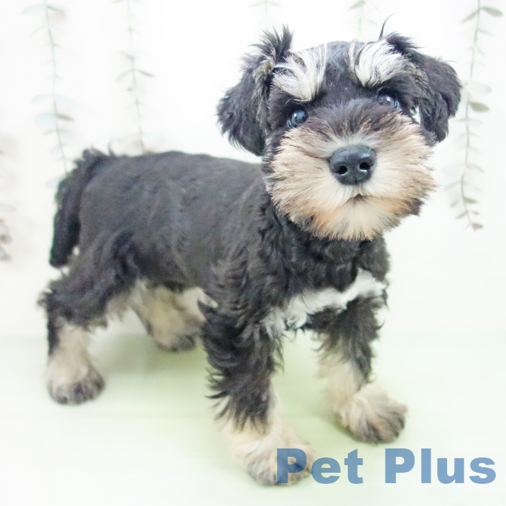 ミニチュア・シュナウザー