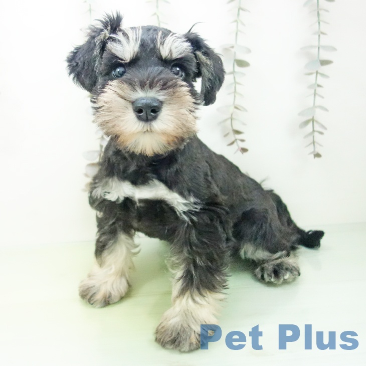 ミニチュア・シュナウザーの写真2