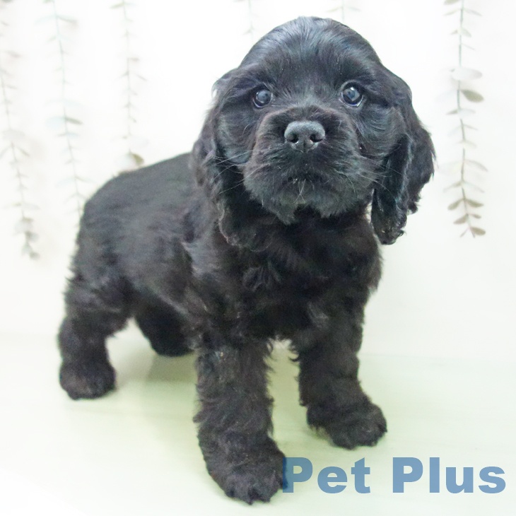 アメリカン・コッカー・スパニエル