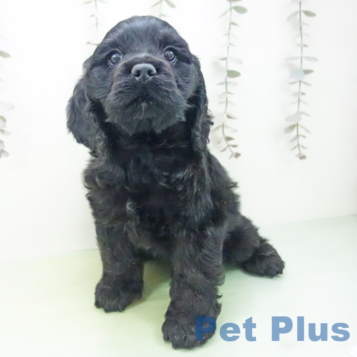 アメリカン・コッカー・スパニエルの写真2