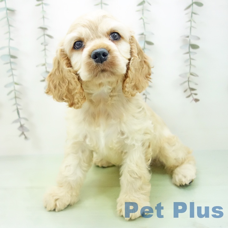 アメリカン・コッカー・スパニエルの写真2