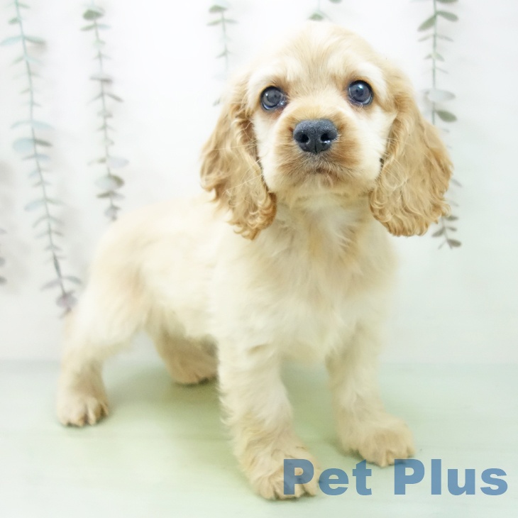 アメリカン・コッカー・スパニエル