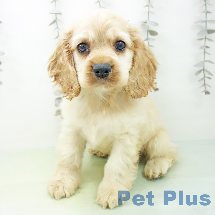 アメリカン・コッカー・スパニエルの写真2