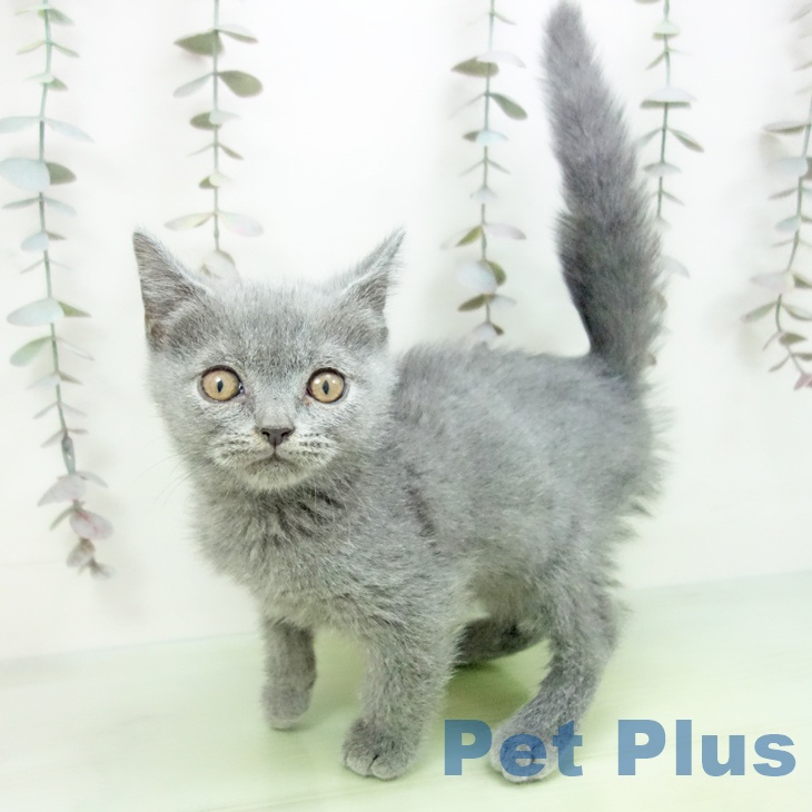 ブリティッシュショートヘア