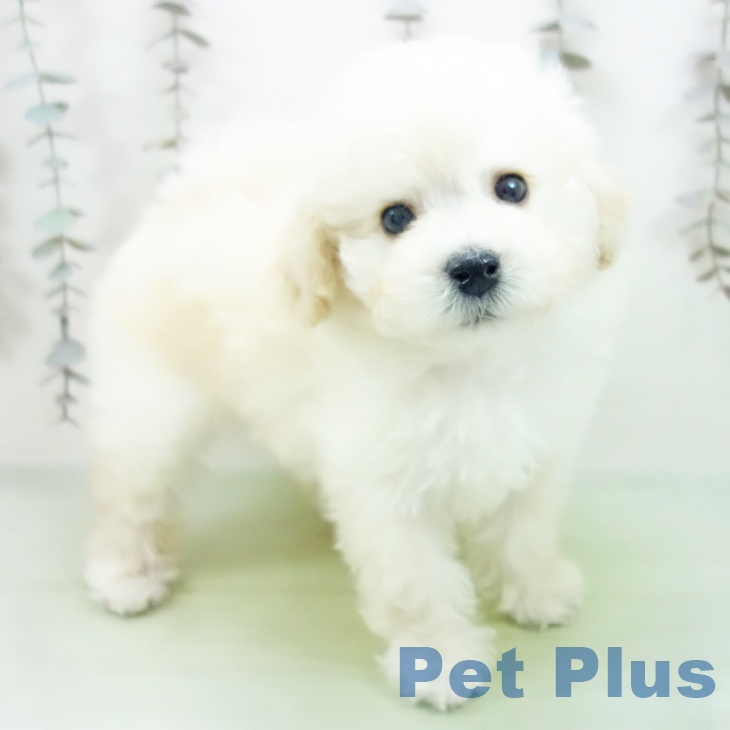 トイ・プードル