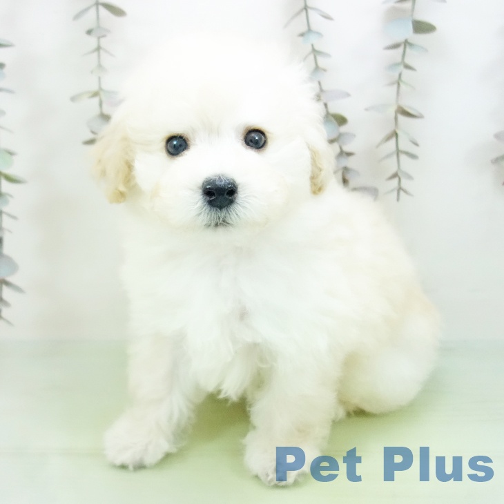 トイ・プードルの写真2