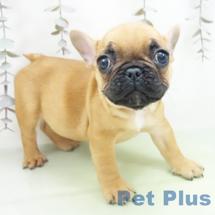 フレンチ・ブルドッグ