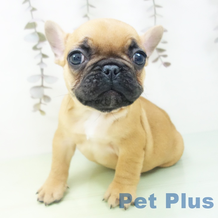 フレンチ・ブルドッグの写真2