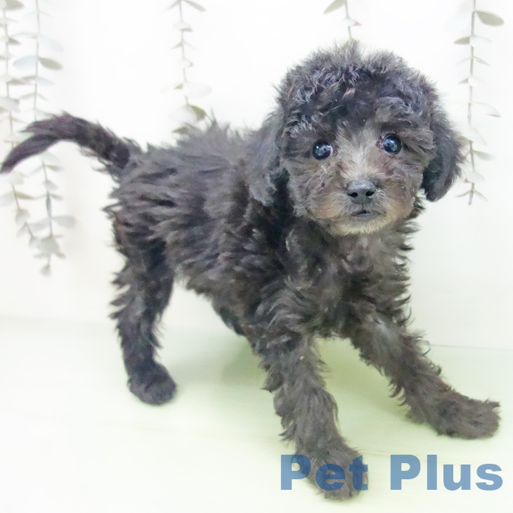 トイ・プードル