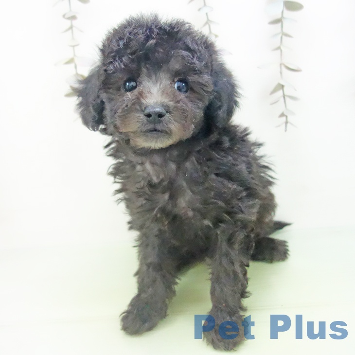 トイ・プードルの写真2