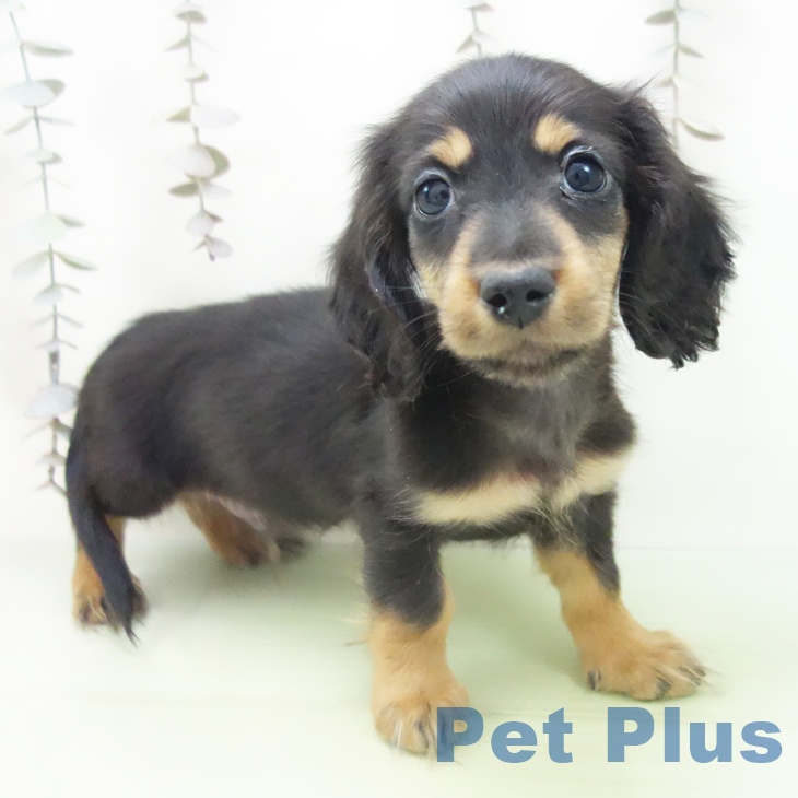 ミニチュア・ダックスフンド