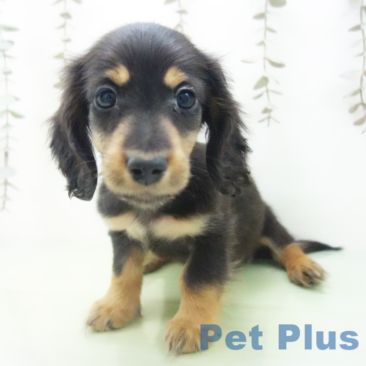 ミニチュア・ダックスフンドの写真2