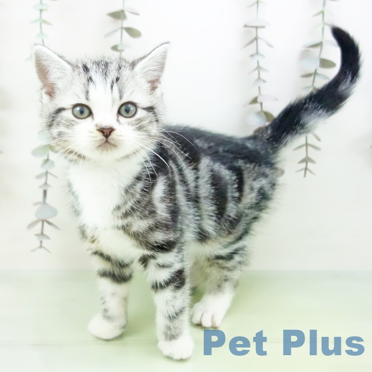 スコティッシュフォールド