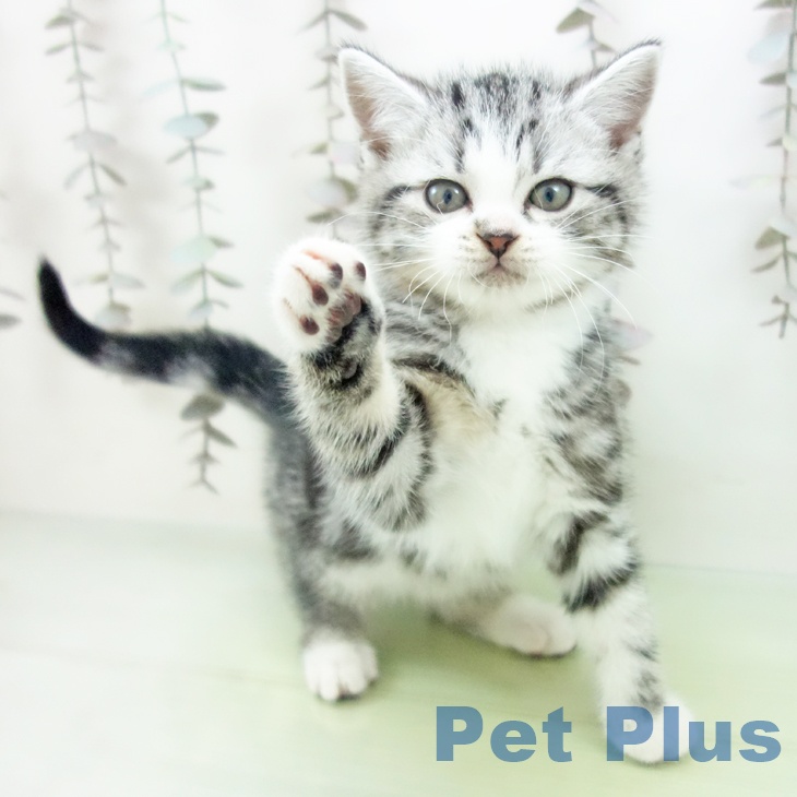 スコティッシュフォールド