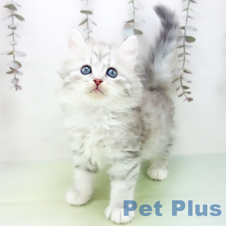 サイベリアンの写真2