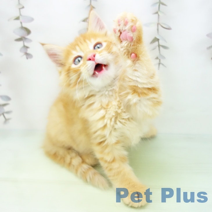 メインクーンの写真2