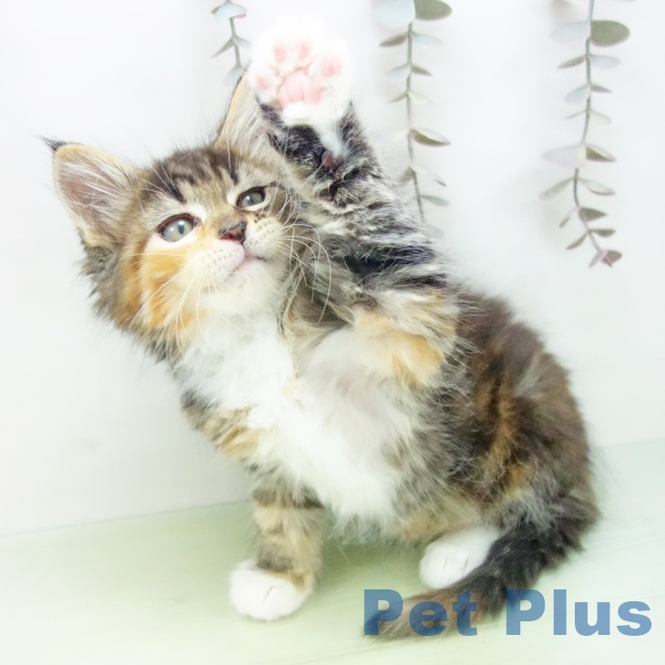 メインクーンの写真2