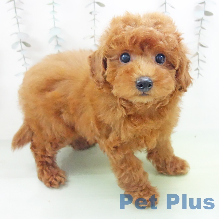 トイ・プードル